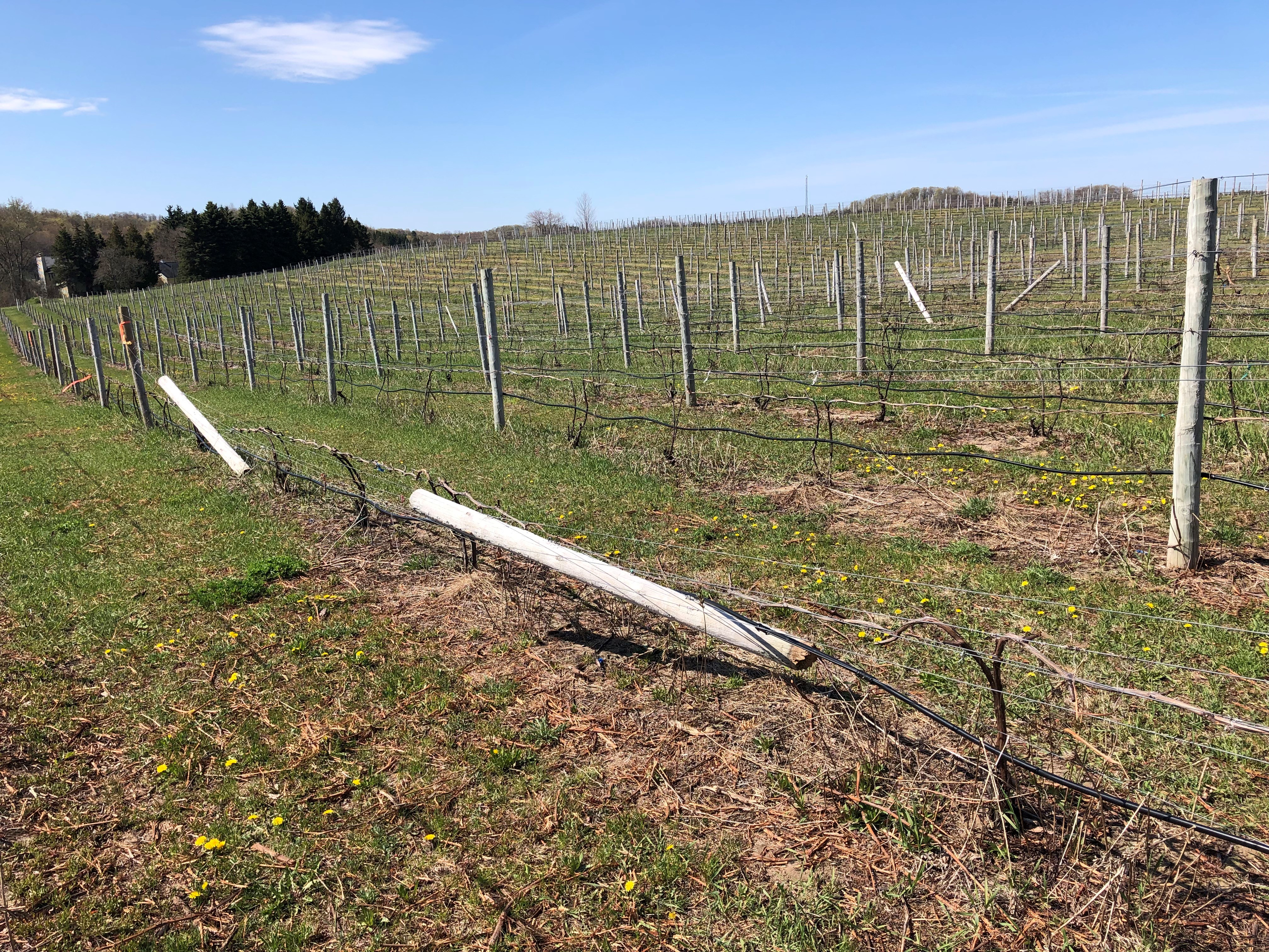 Damaged trellis